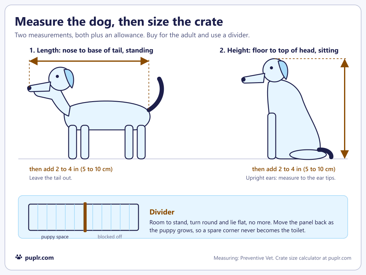 How to measure a dog for a crate: length from nose to base of tail while standing, height from floor to top of head while sitting, each plus add 2 to 4 in (5 to 10 cm), and a divider panel that blocks off the back of an adult sized crate while the puppy is small.