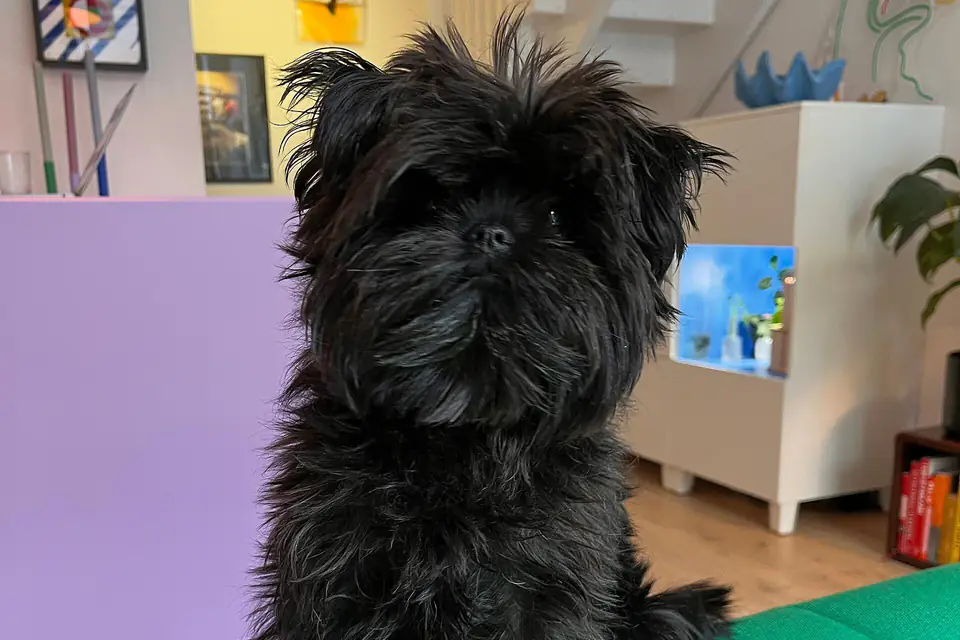 An Affenpinscher