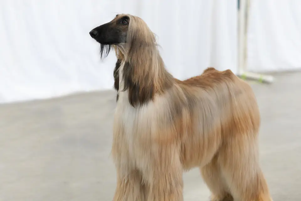 An Afghan Hound