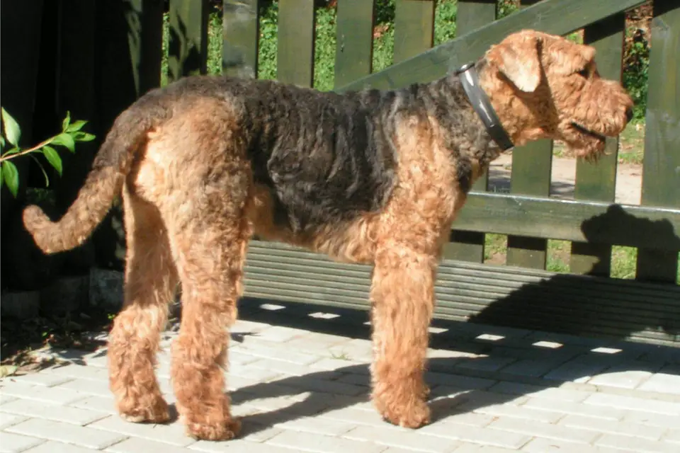 An Airedale Terrier