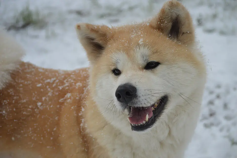 An Akita
