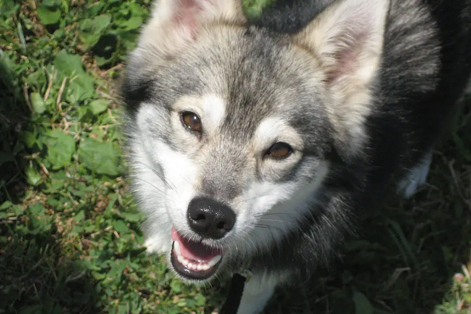 An Alaskan Klee Kai