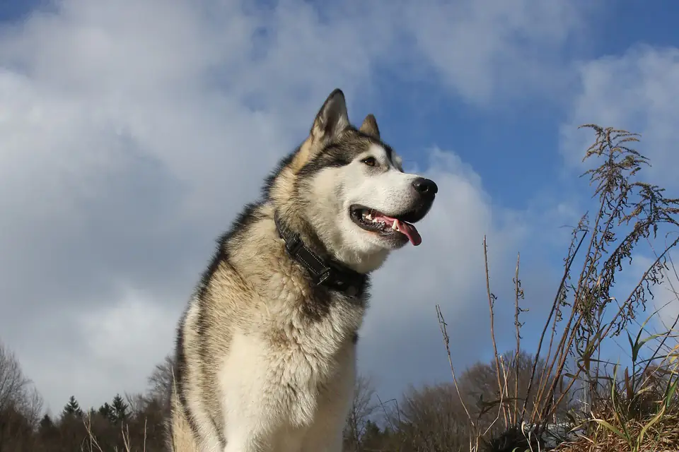 An Alaskan Malamute