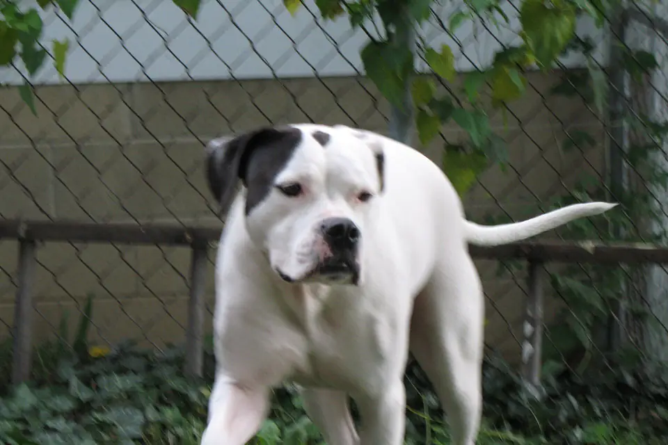 An American Bulldog