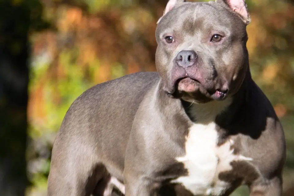 An American Bully