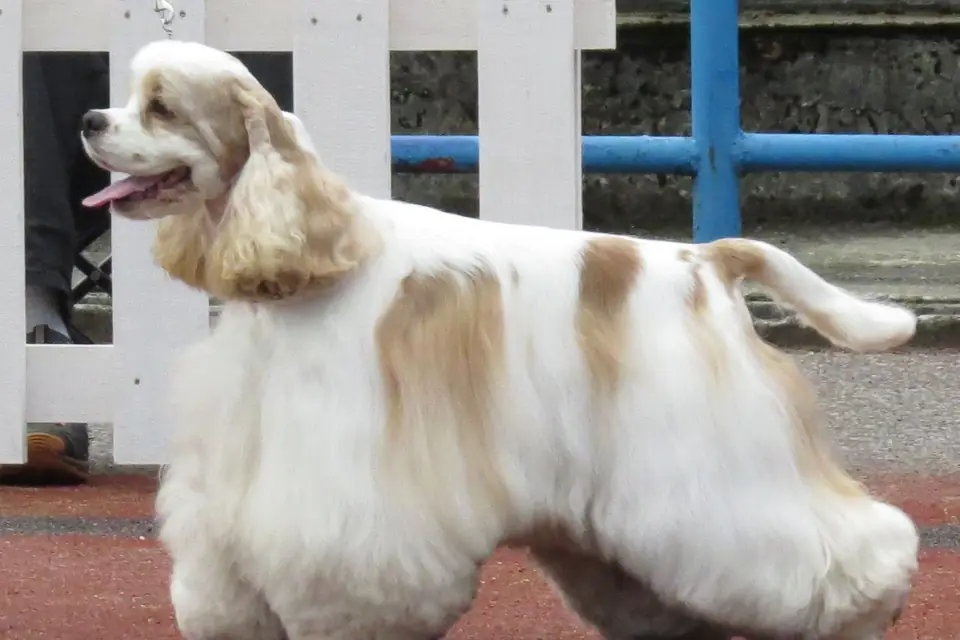 An American Cocker Spaniel