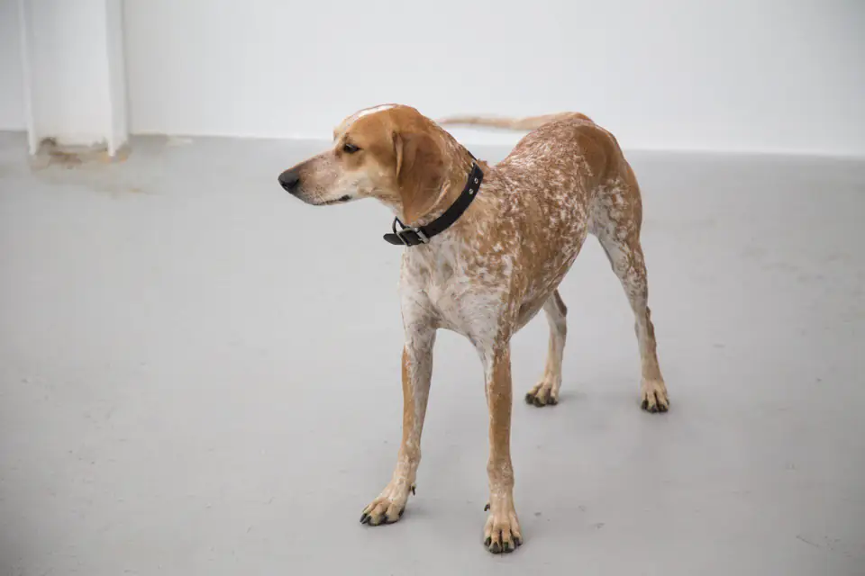 An American English Coonhound