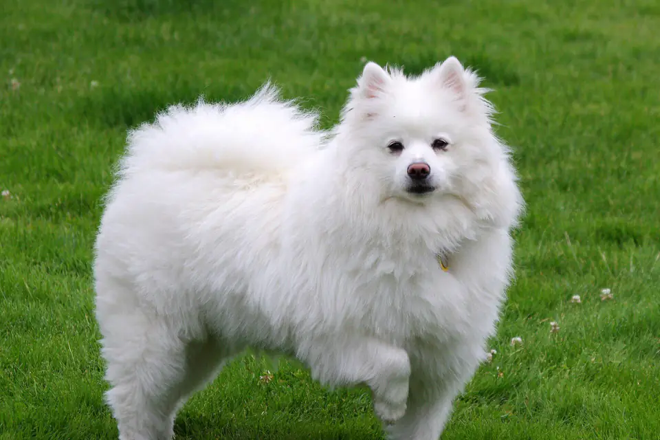 An American Eskimo Dog