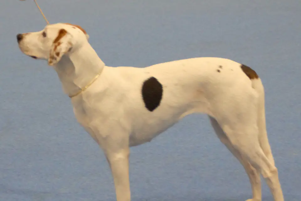An American Foxhound