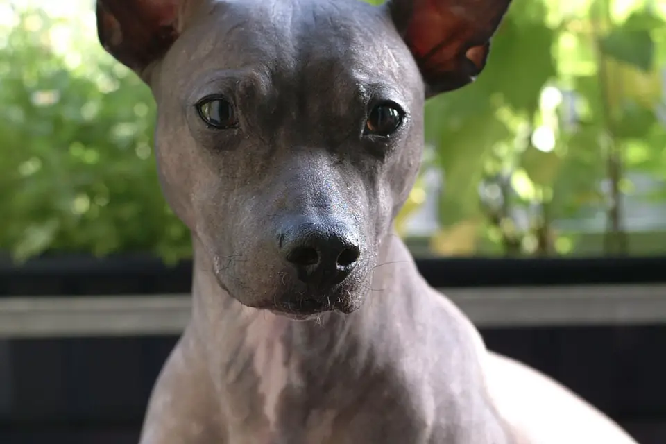 An American Hairless Terrier