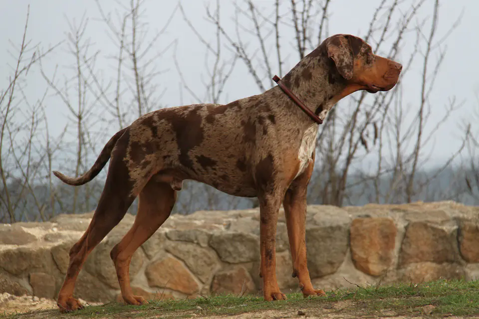 An American Leopard Hound