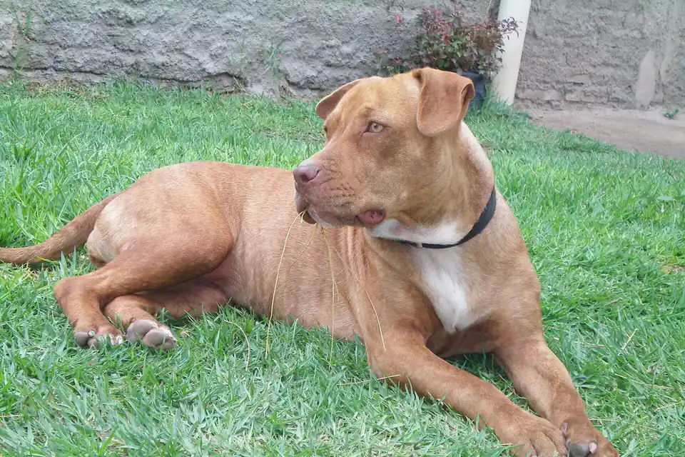 An American Pit Bull Terrier