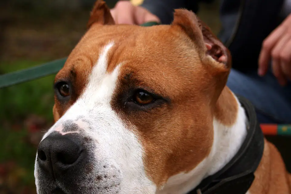 An American Staffordshire Terrier