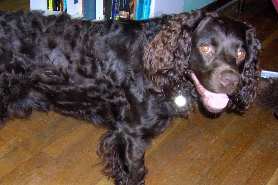 An American Water Spaniel