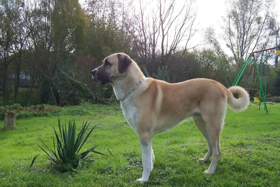 An Anatolian Shepherd Dog