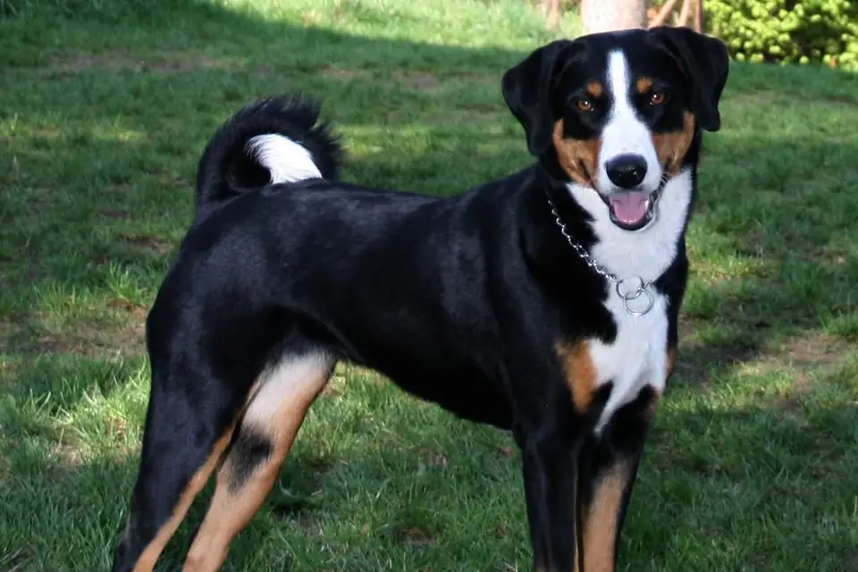 An Appenzeller Sennenhund