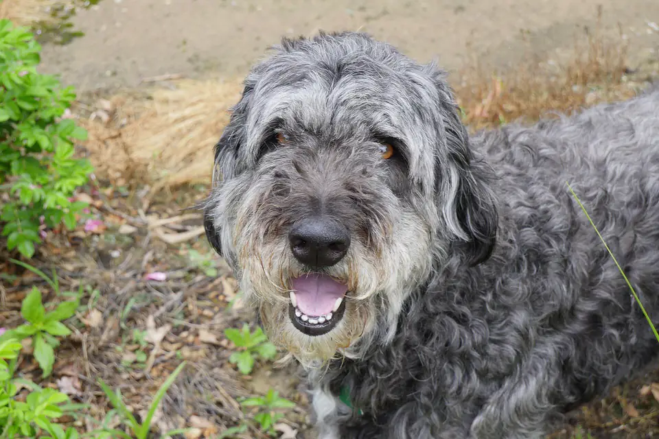 An Aussiedoodle, a Australian Shepherd and Poodle cross