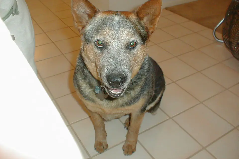 An Australian Cattle Dog