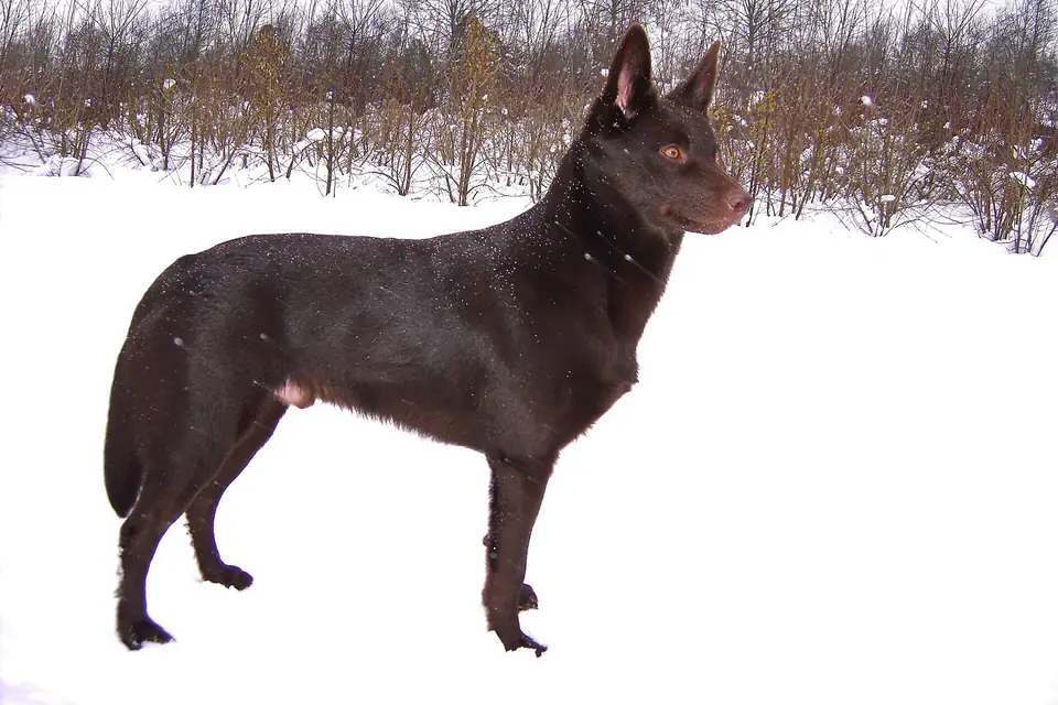 An Australian Kelpie