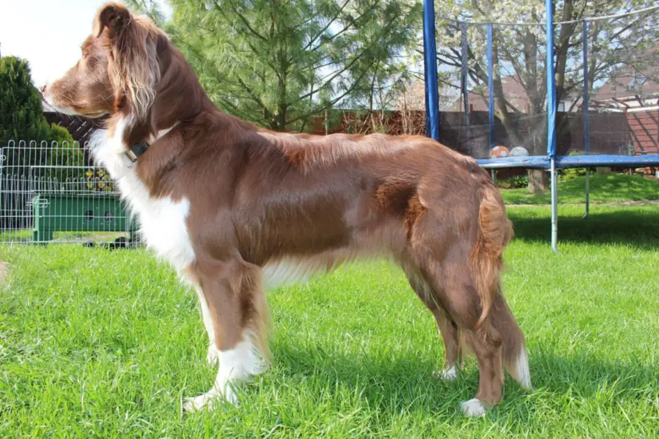 An Australian Shepherd