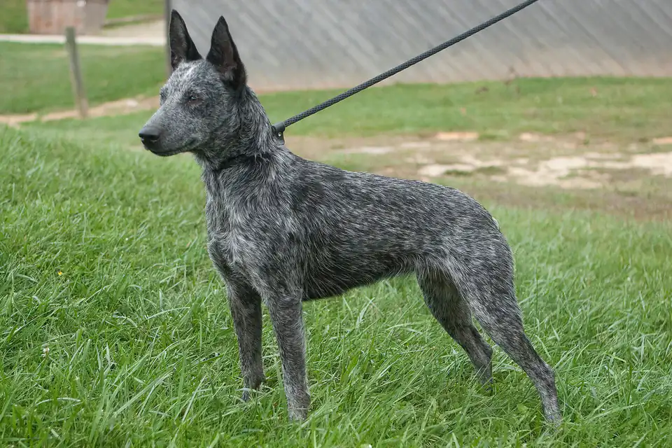 An Australian Stumpy Tail Cattle Dog