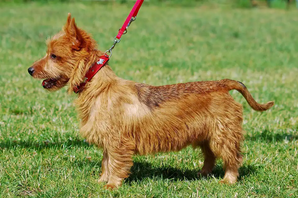 An Australian Terrier