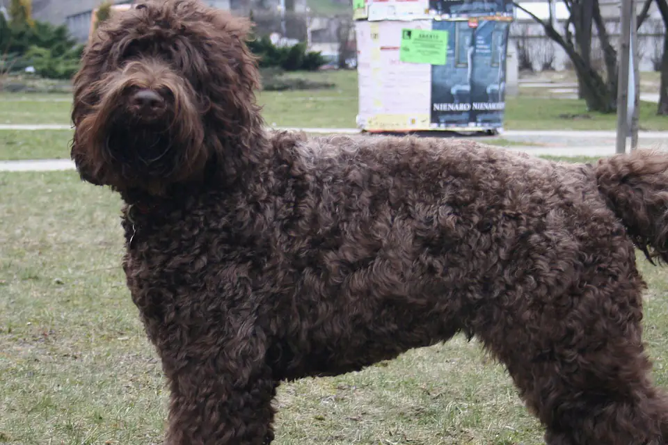 A Barbet