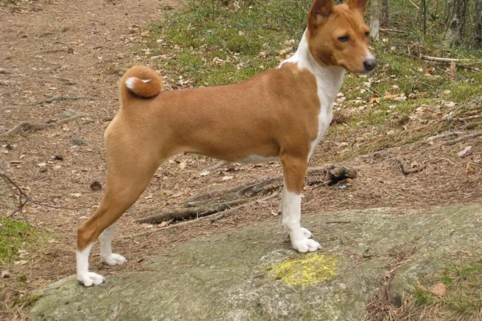 A Basenji