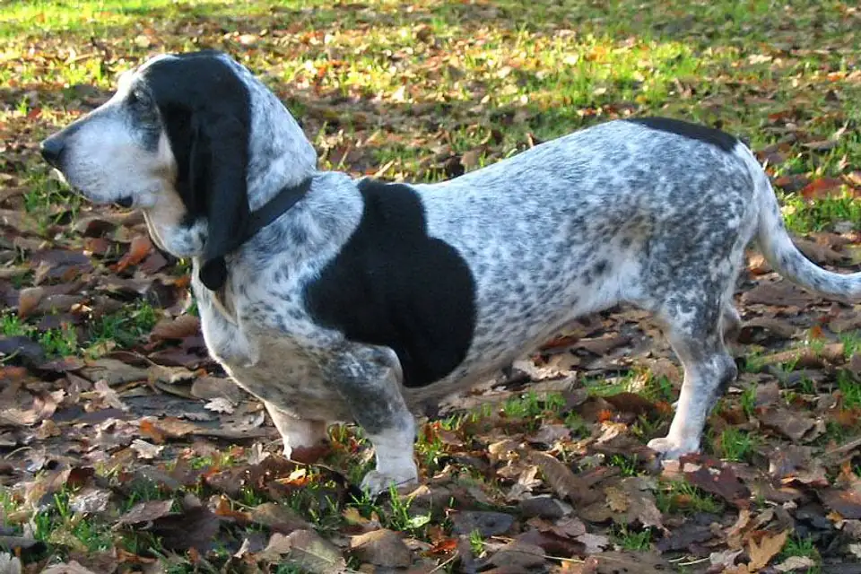 A Basset Bleu de Gascogne