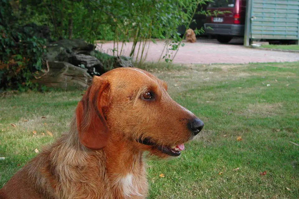 A Basset Fauve de Bretagne