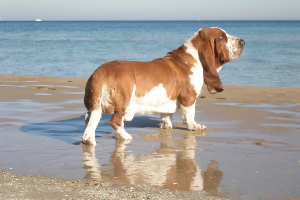 A Basset Hound