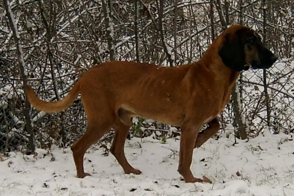 A Bavarian Mountain Scent Hound