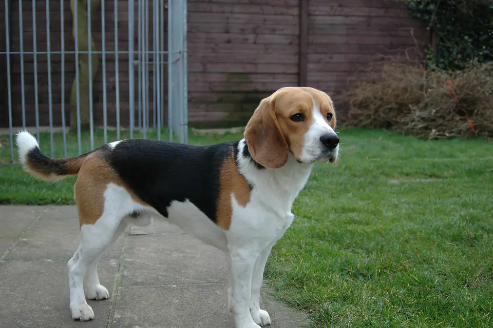 A Beagle