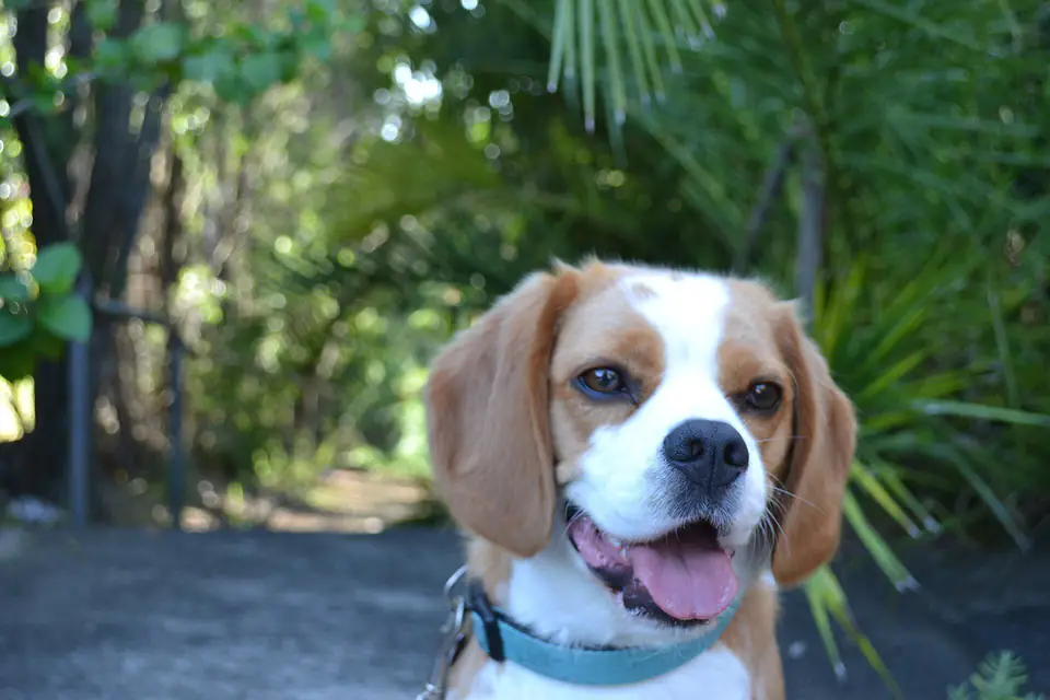 A Beaglier, a Beagle and Cavalier King Charles Spaniel cross