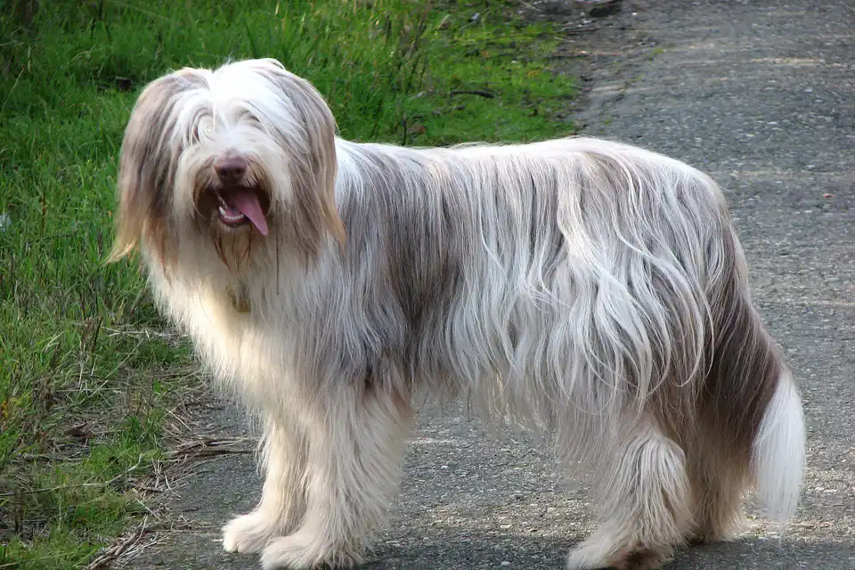 A Bearded Collie
