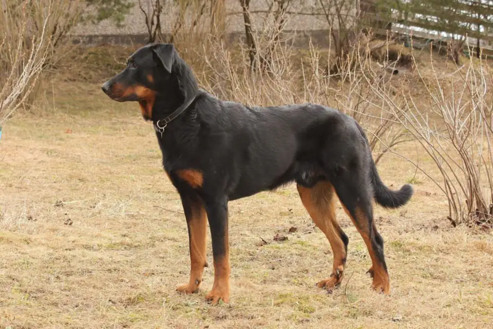 A Beauceron