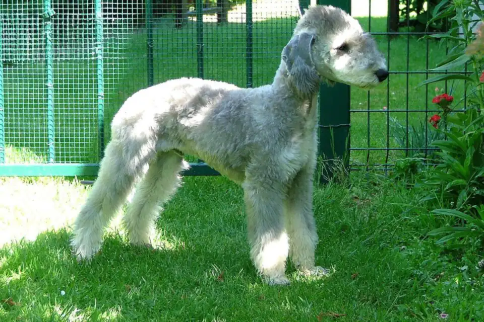 A Bedlington Terrier