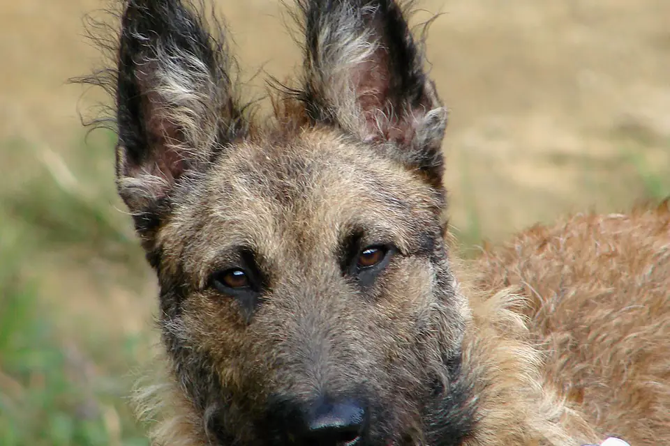 A Belgian Laekenois