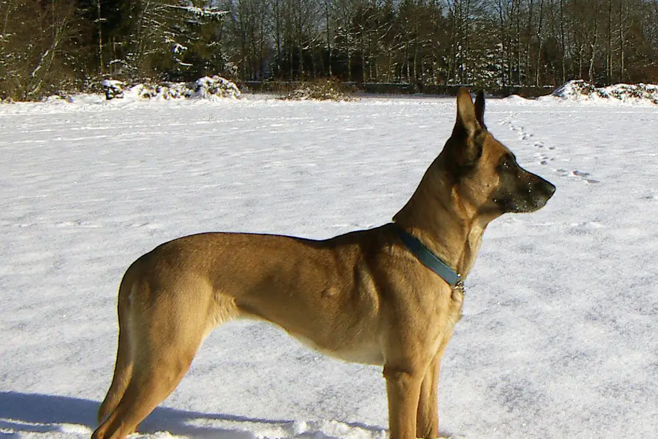 A Belgian Malinois