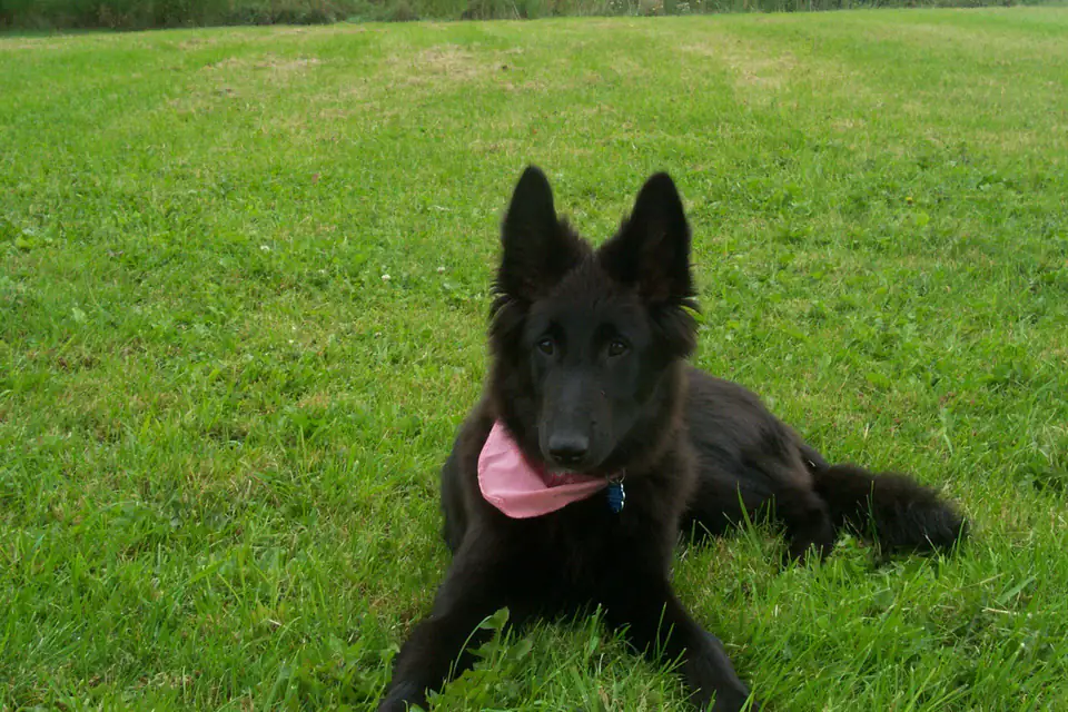 A Belgian Sheepdog