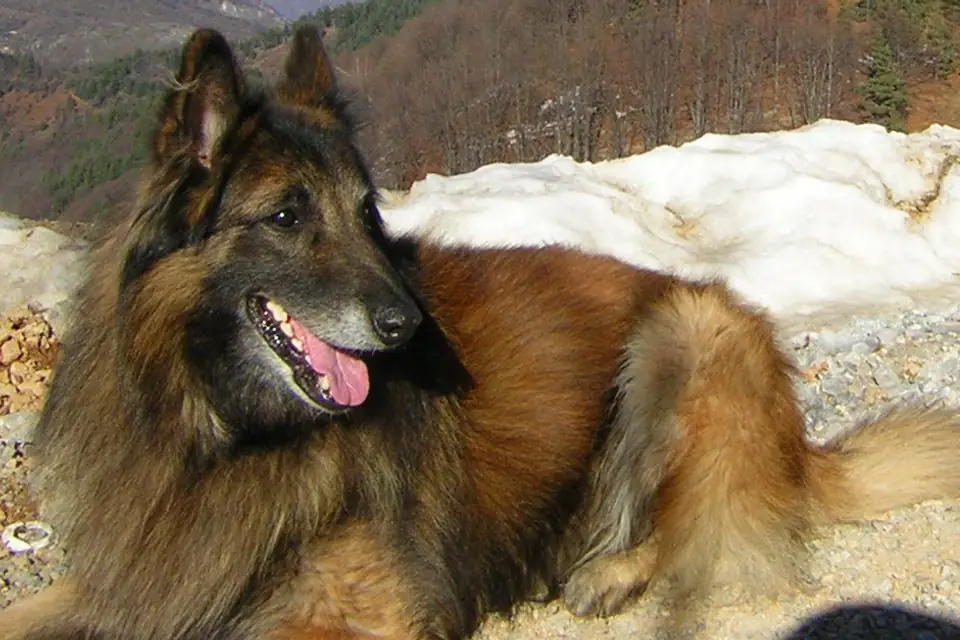 A Belgian Tervuren