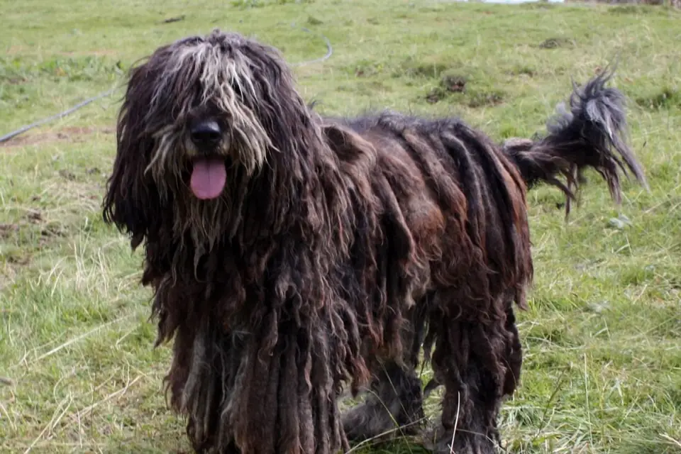 A Bergamasco Sheepdog