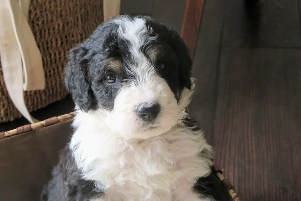 A Bernedoodle, a Bernese Mountain Dog and Poodle cross