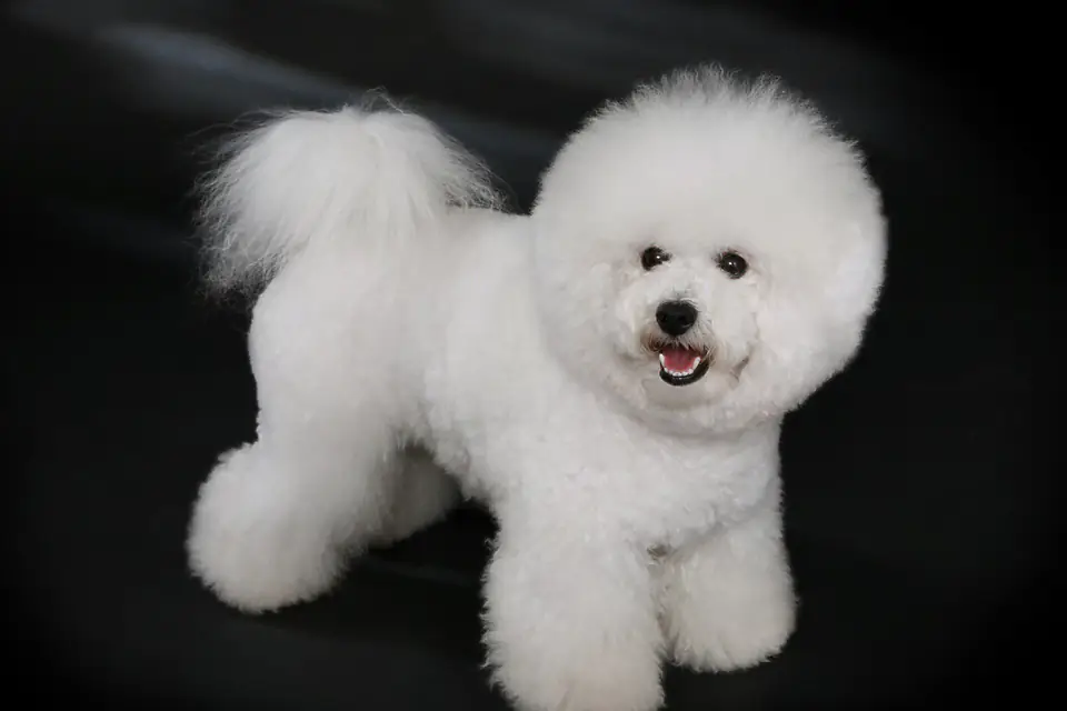 A Bichon Frise