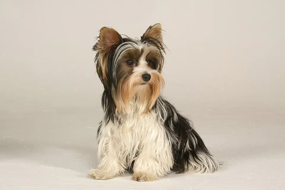 A Biewer Terrier