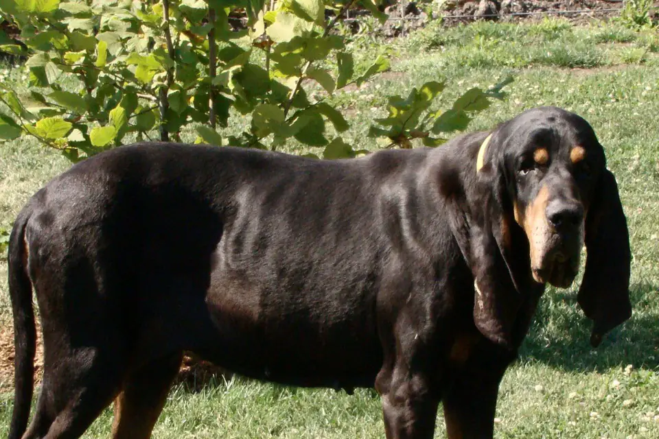 A Black and Tan Coonhound