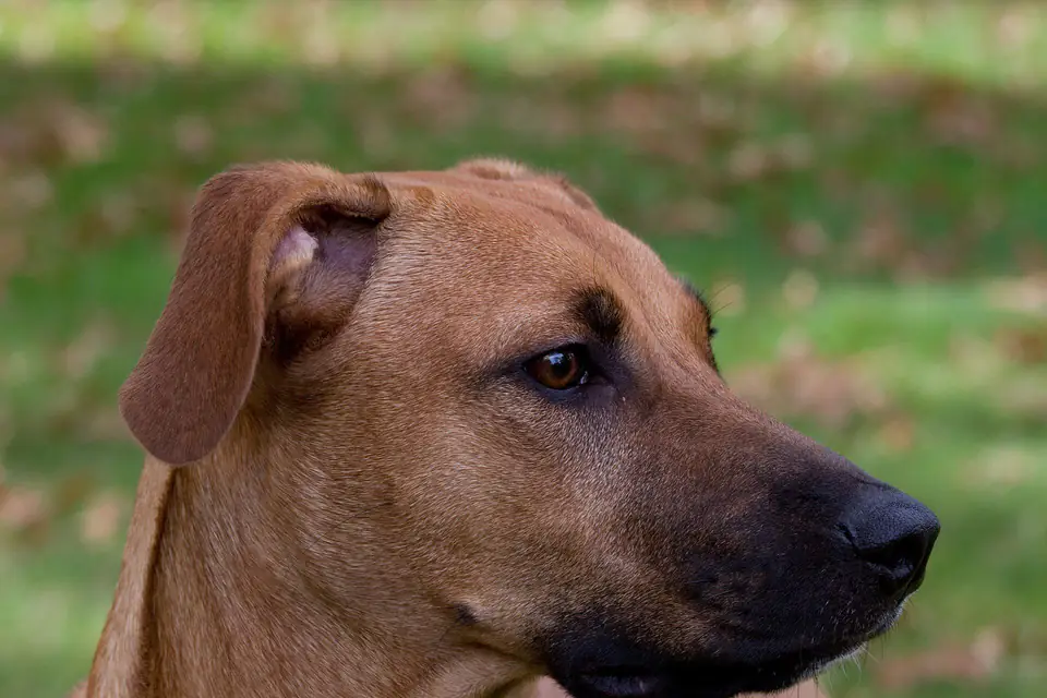 A Black Mouth Cur