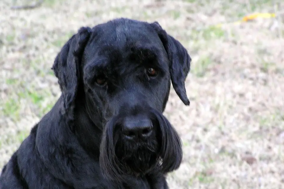 A Black Russian Terrier
