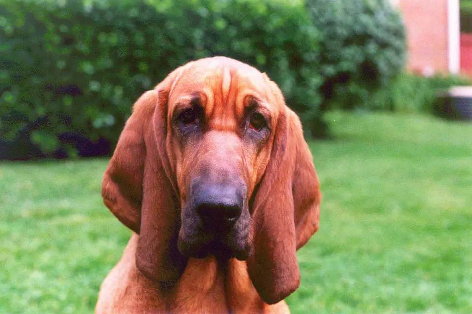 A Bloodhound