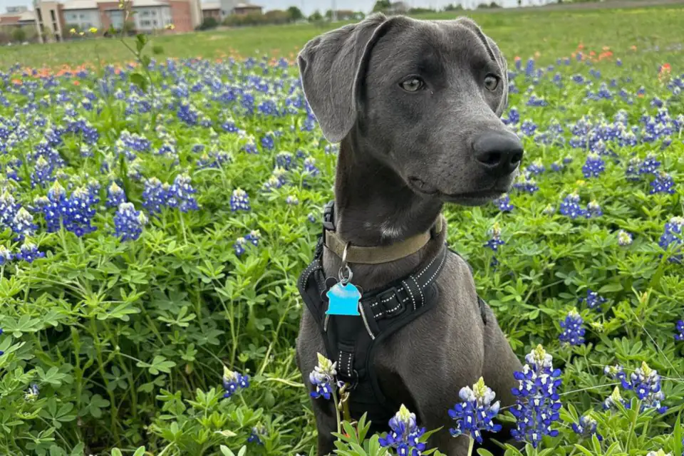 A Blue Lacy
